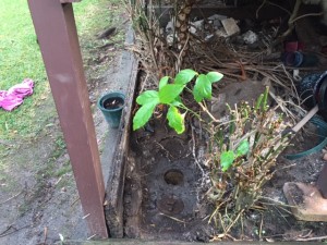 Blocked Drain In Russell Lea                                 